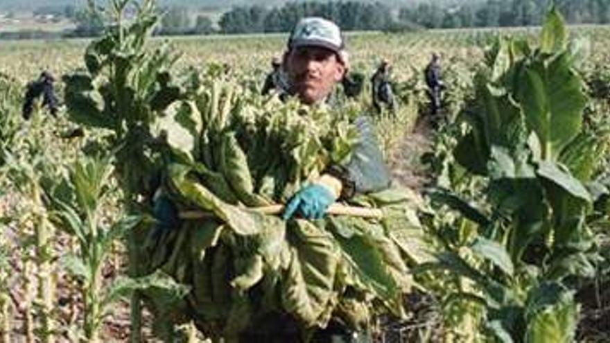 La nueva PAC daña a los grandes sectores del campo extremeño