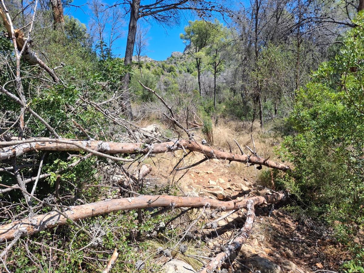 Los pinos caídos bloquean la senda del Coll de Pous a Benimaquia