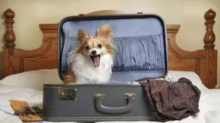 Vacaciones pet friendly: consejos para viajar en verano con tu mascota