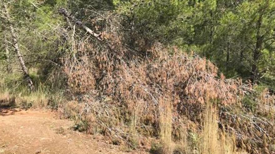 Árboles caídos tras los temporales que aún no se han retirado, en la Solana del Castell.