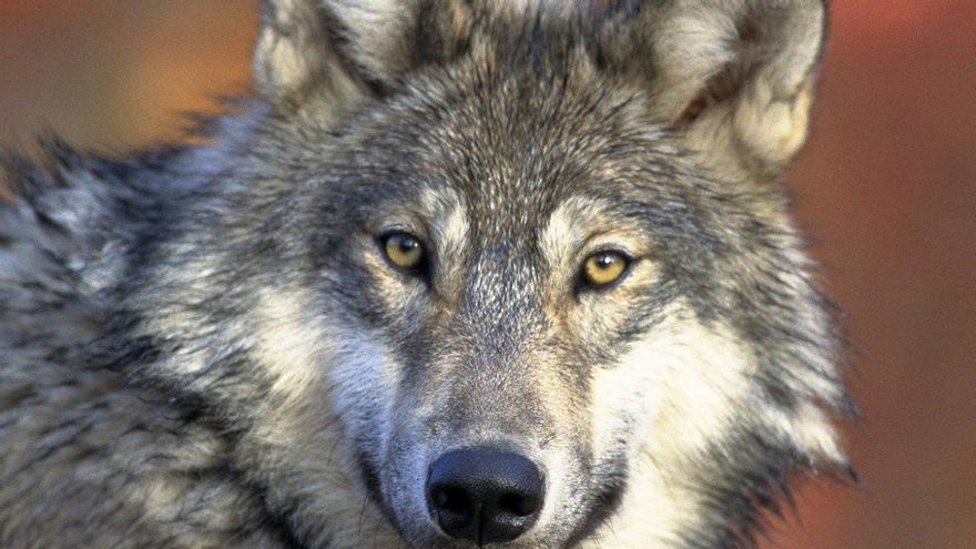 Rechazada en el Senado una moción para anular la protección al lobo