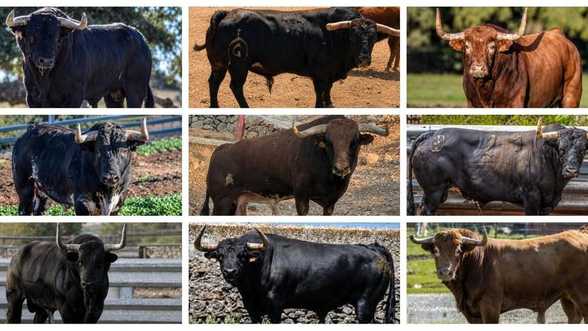 Estos son los nueve toros cerriles que se exhibirán en Nules entre los días 22 y 29 de agosto, en el marco de las fiestas de Sant Bartomeu. Cinco están patrocinados por el Ayuntamiento y el resto por varias peñas.