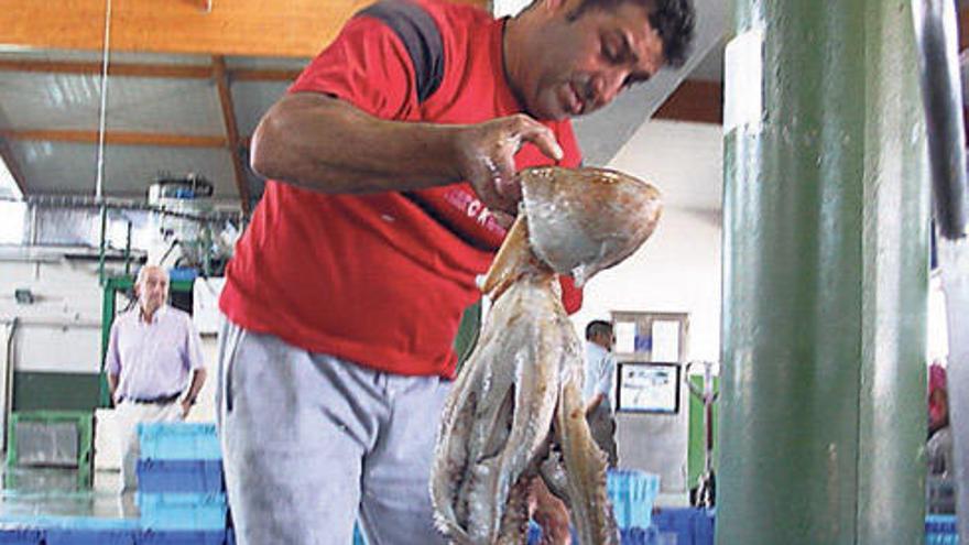 Un marinero de Bueu sostiene un ejemplar de pulpo en la lonja.  // Gonzalo N.