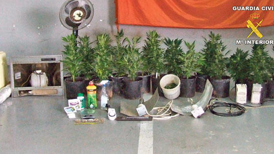 Detenido el jefe de la brigada de limpieza de Andratx con 16 plantas de marihuana