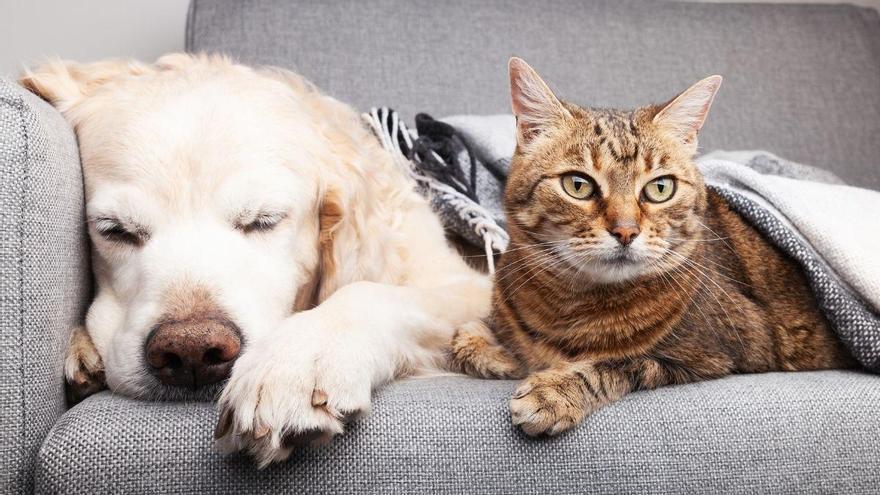 La psicología dice que las personas que cuidan varias mascotas sufren más estrés emocional que quienes solo tienen una