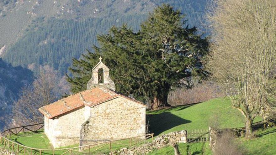 El teixo de Bermiego quiere ser &quot;Árbol europeo del año 2016&quot;