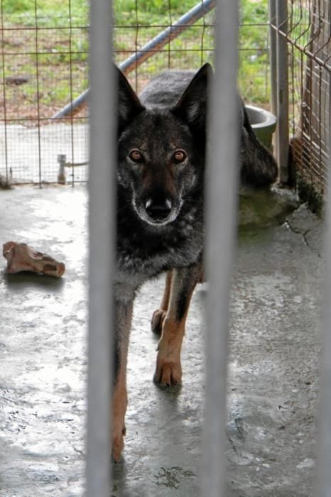 Guillermo Novoa züchtet in Inca im Inselinnern von Mallorca Iberische Wolfshunde. Es ist eine Rasse, die es zuvor nicht gab. Seine Hündin hat gerade zehn Welpen geworfen.