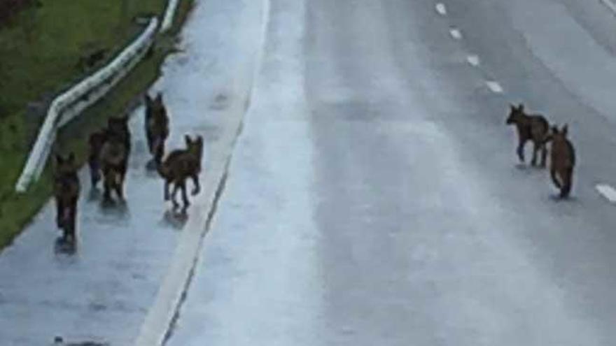 Cinco cachorros y dos lobos adultos en Vila de Cruces. // Alberto Pallares