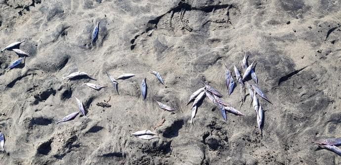 Aparecen 1.000 kilos de peces muertos en las playas del Sur