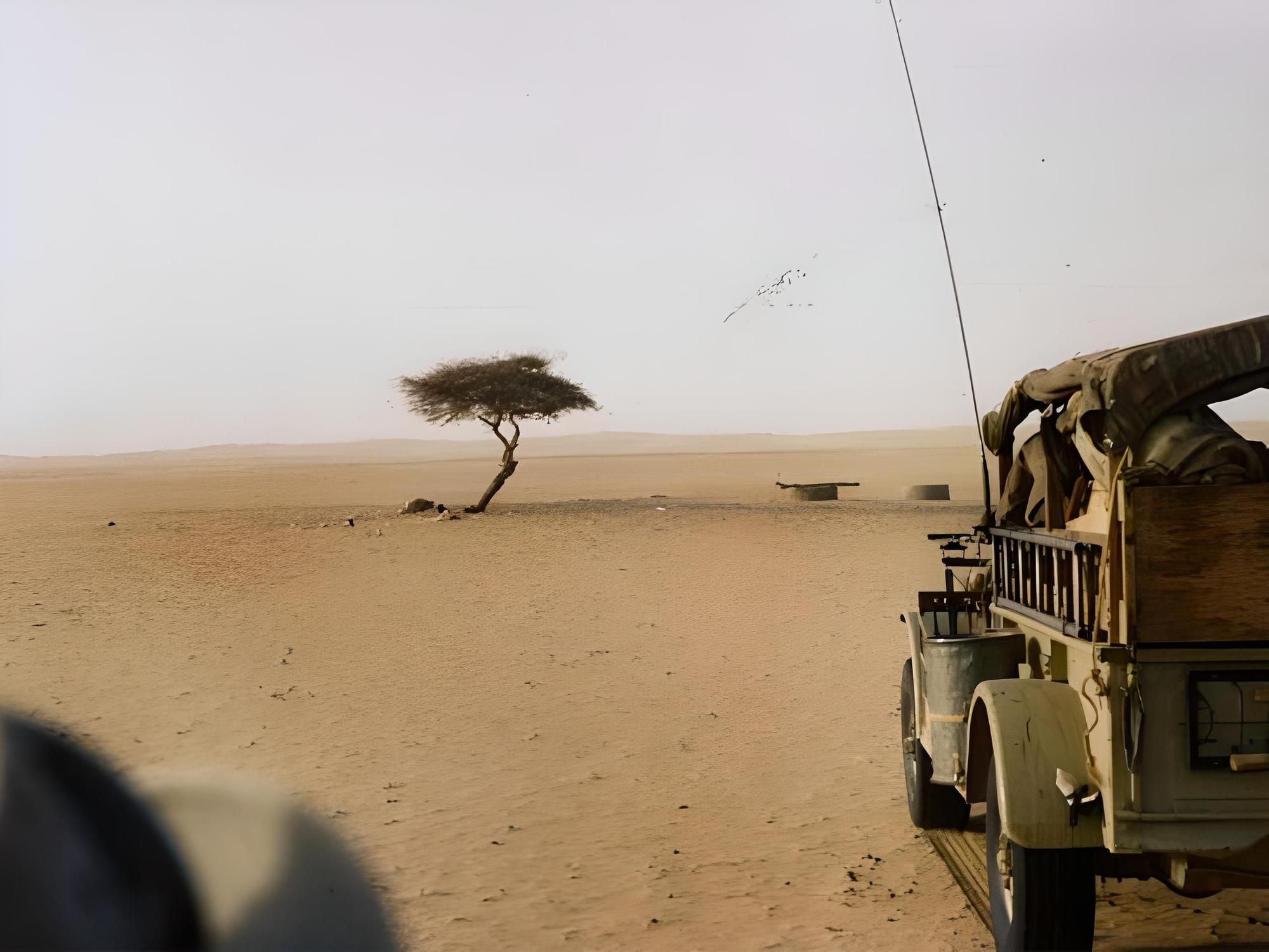 El Árbol de la Vida: el árbol más solitario y aislado del planeta