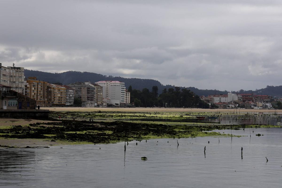 Los parques de cultivo de Carril, invadidos por un denso manto de algas.