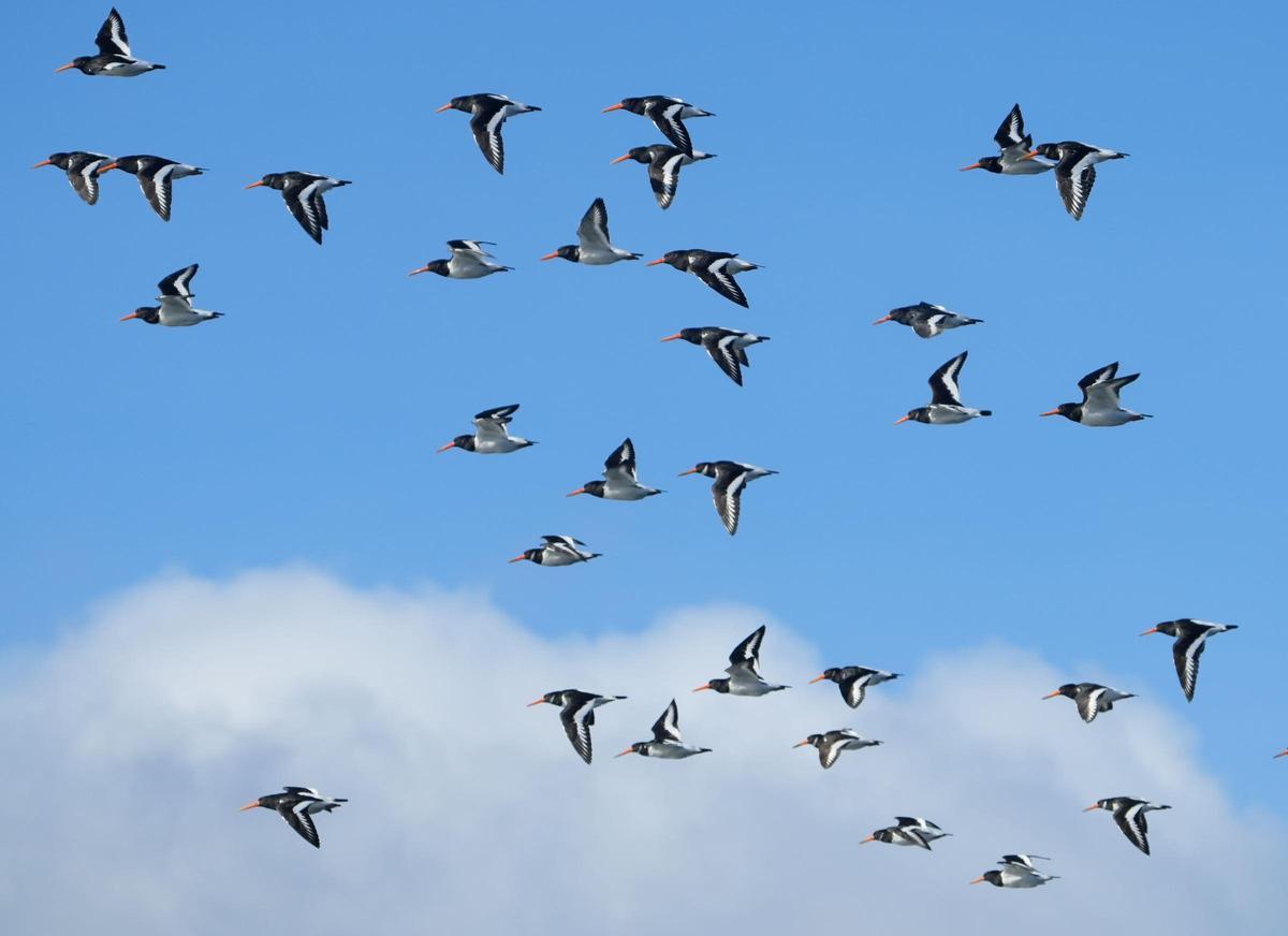 Aves avistadas en la primera expedición del año a bordo del "Chasula". Aves avistadas en la primera expedición del año a bordo del "Chasula".