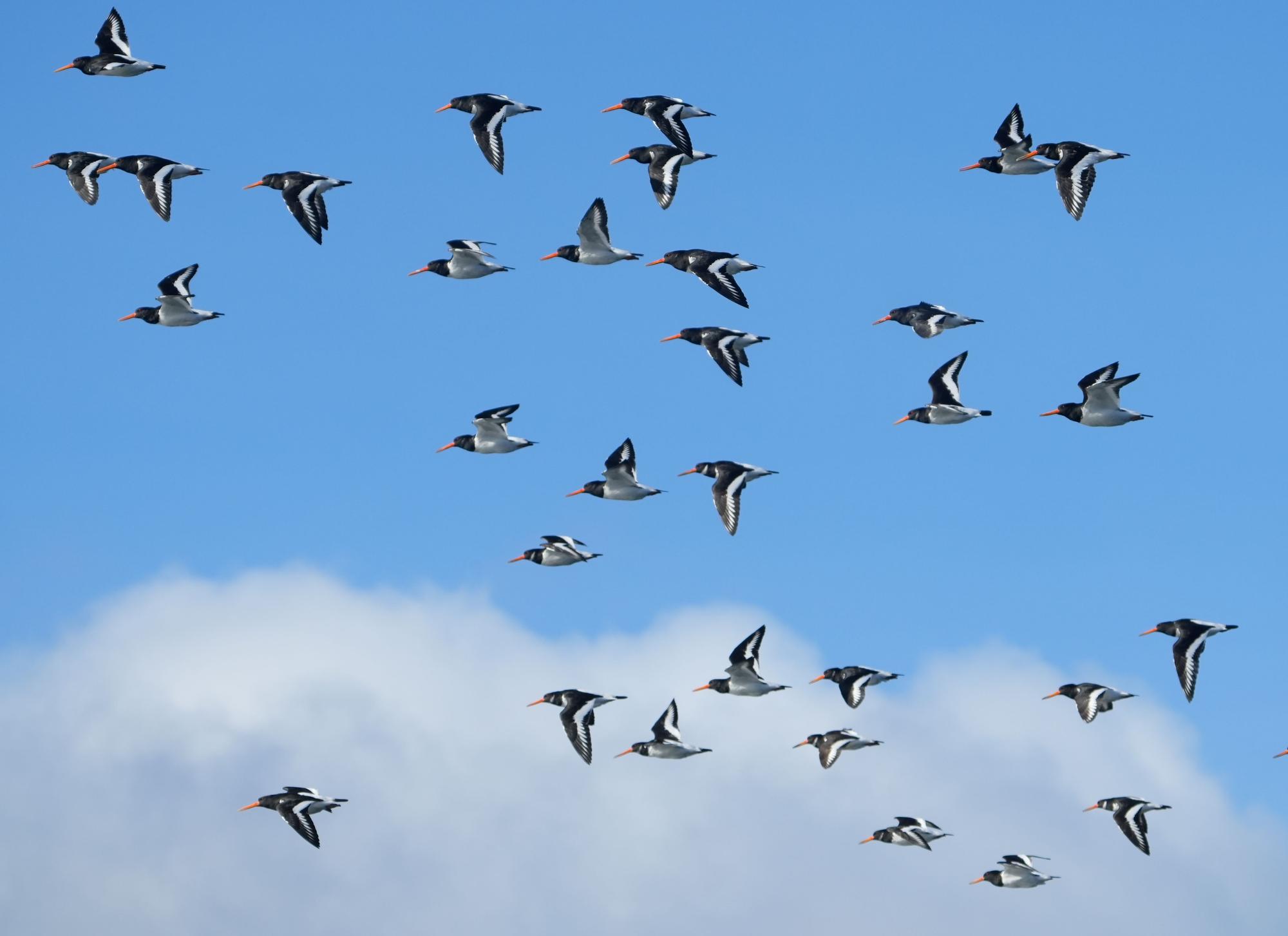 Aves avistadas en la primera expedición del año a bordo del "Chasula".