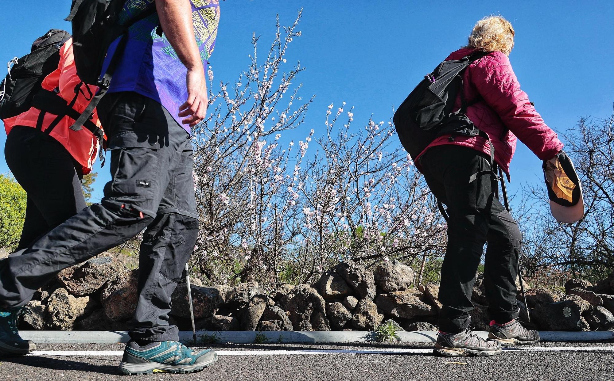 Pateos para ver el almendro en flor