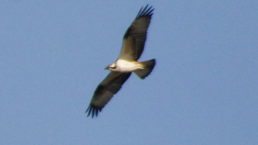 Águila pescadora.