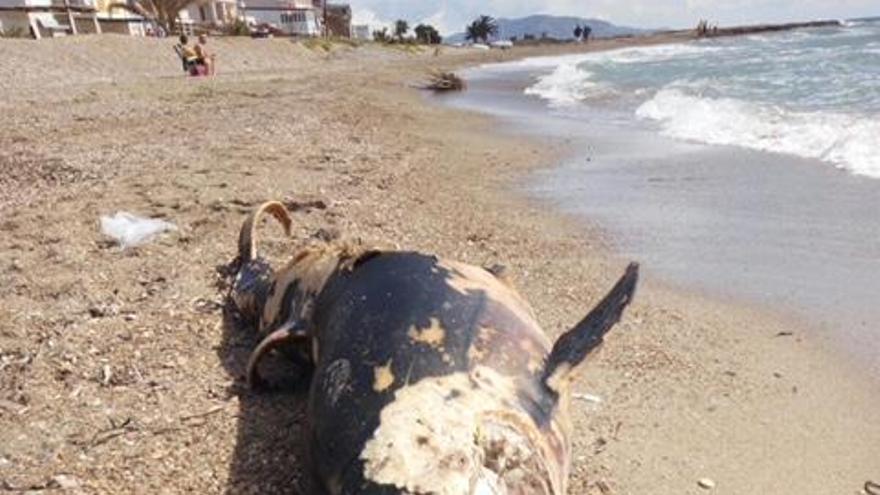 Aparece un delfín muerto en la playa de Cabanes