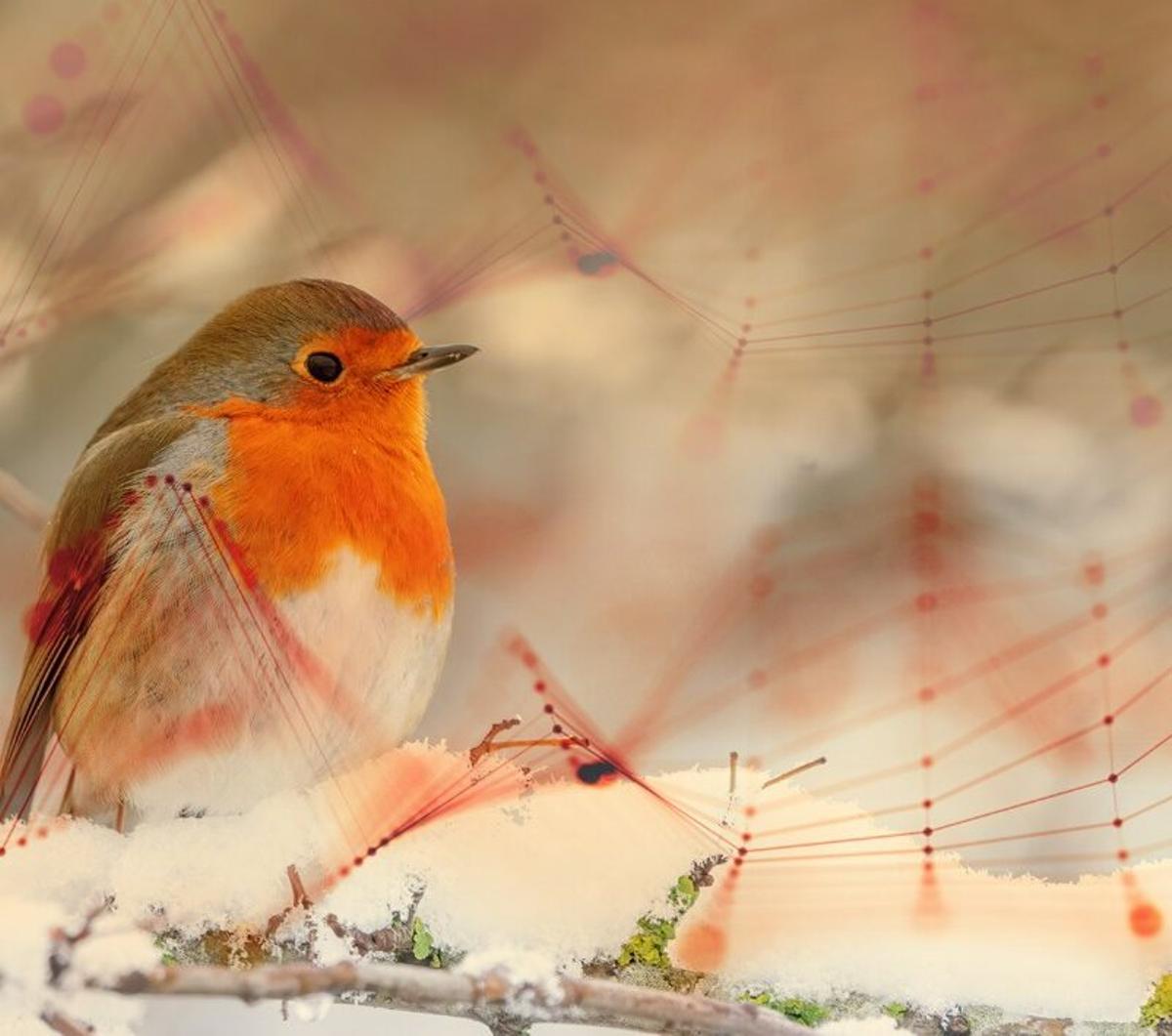 L'estudi recll el cant dels ocells a través d'IA