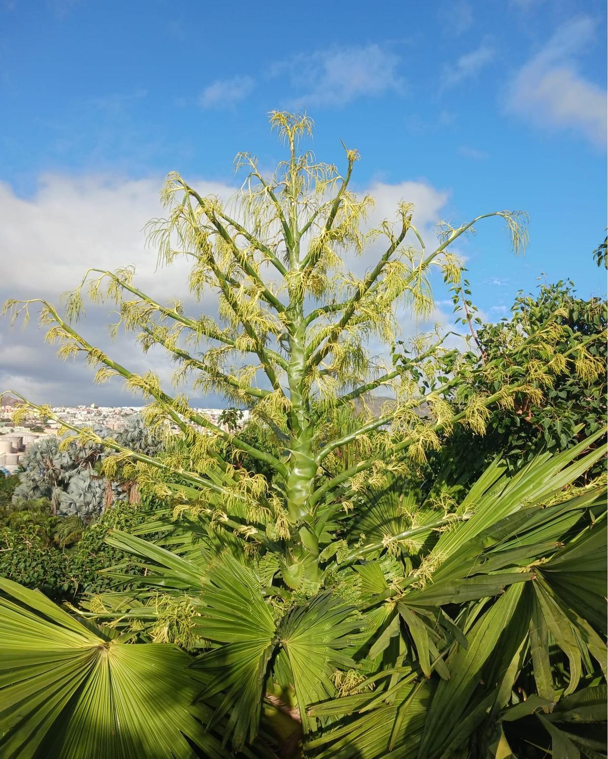 Ramillete de flores sobre la palmera Corypha, a unos 30 metros de altura.