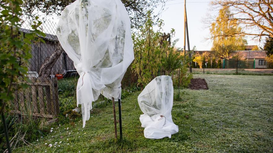 Protecció de les plantes a l&#039;hivern: consells pràctics per garantir la seva supervivència