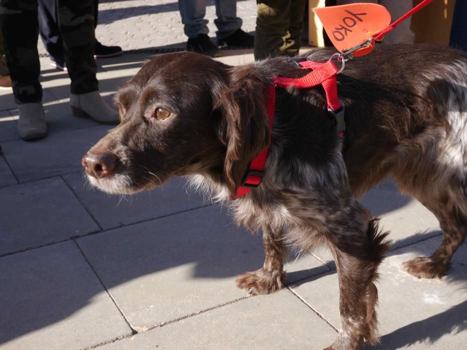 Jornada de adopción de perros en el Bioparc