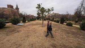 BCN podarà  el 2024 més de 40.000 arbres i se’n revisaran 120.000 més