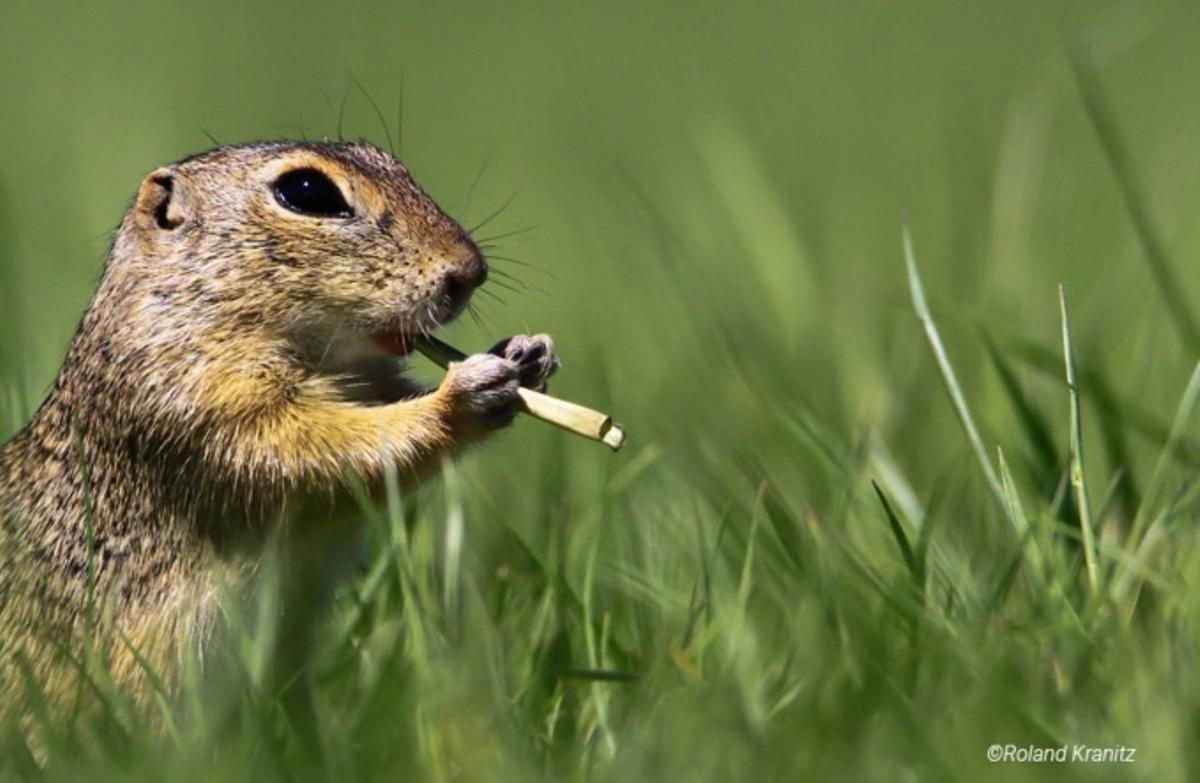 Las fotos de animales salvajes más divertidas del año