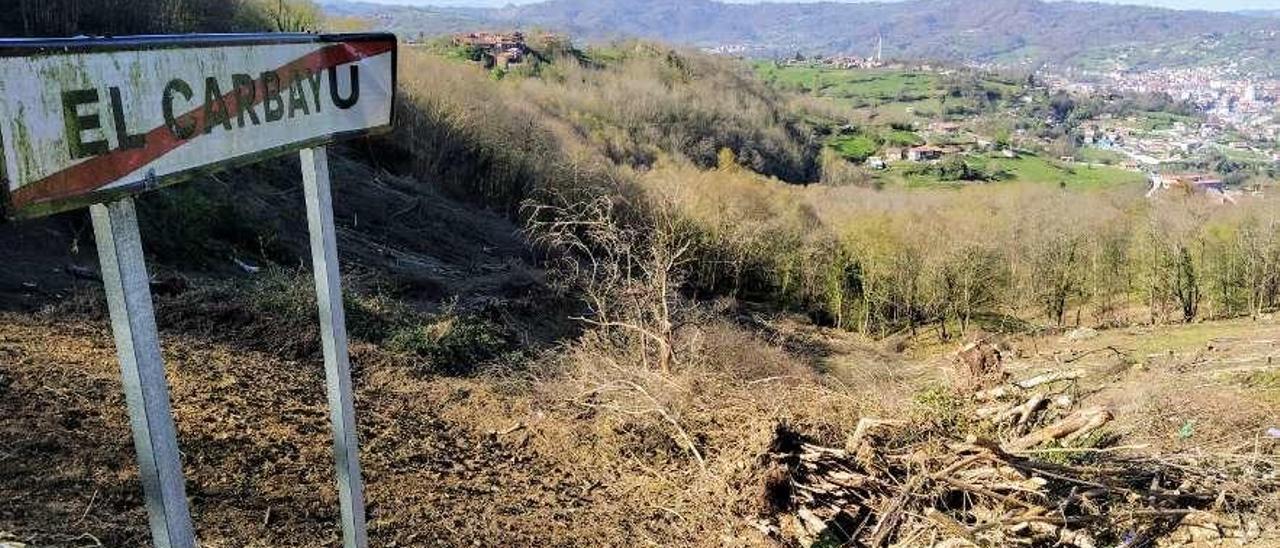 La zona en la que se desarrollará la plantación de castaños en El Carbayu.