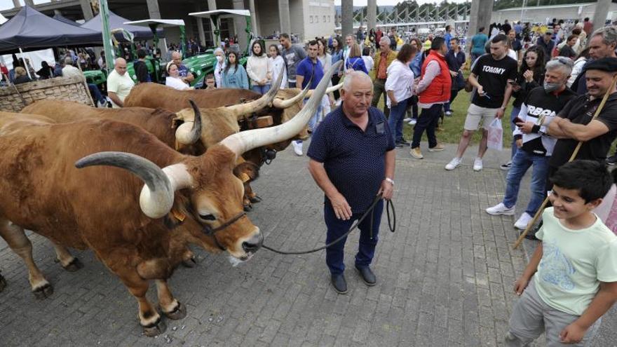 Los bueyes portugueses volvieron a causar sensación.