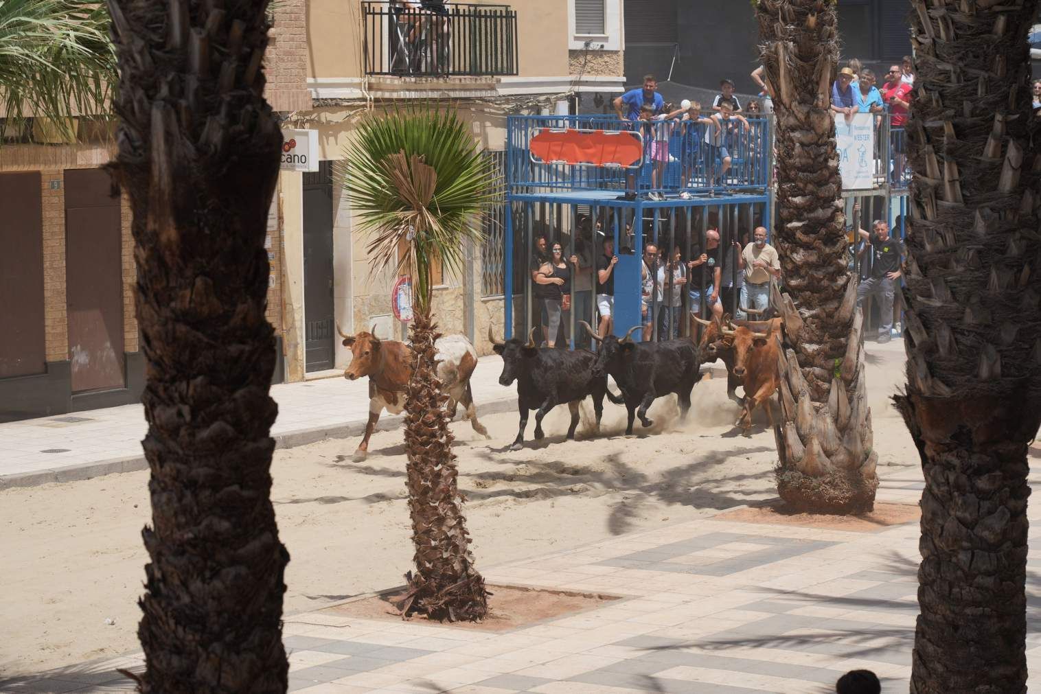 El Grau da inicio a las fiestas de Sant Pere con pólvora, bous y música