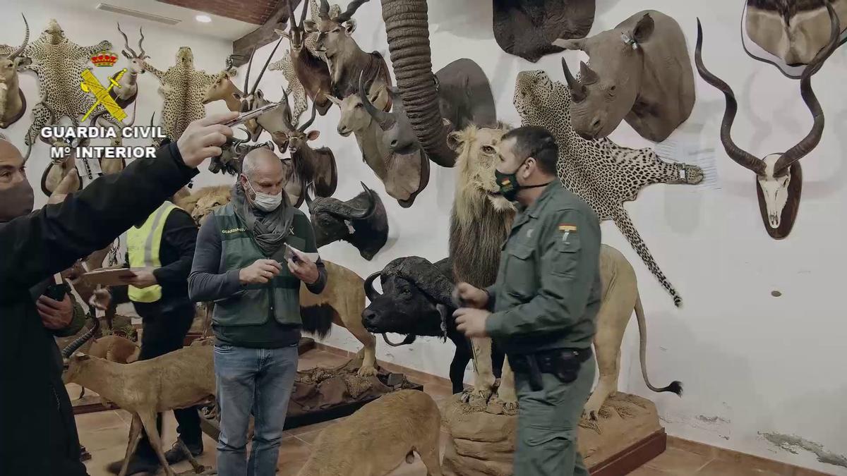 FOTOS | Las imágenes de la colección de animales disecados hallada en Bétera, la más grande de España FOTOS | Las imágenes de la colección de animales disecados hallada en Bétera, la más grande de España