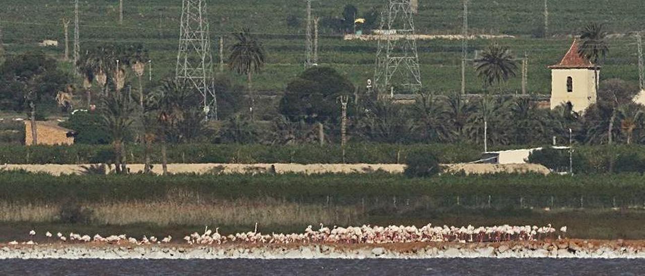 Colonia de flamencos que recaló en la laguna en mayo. | SERGIO ARROYO