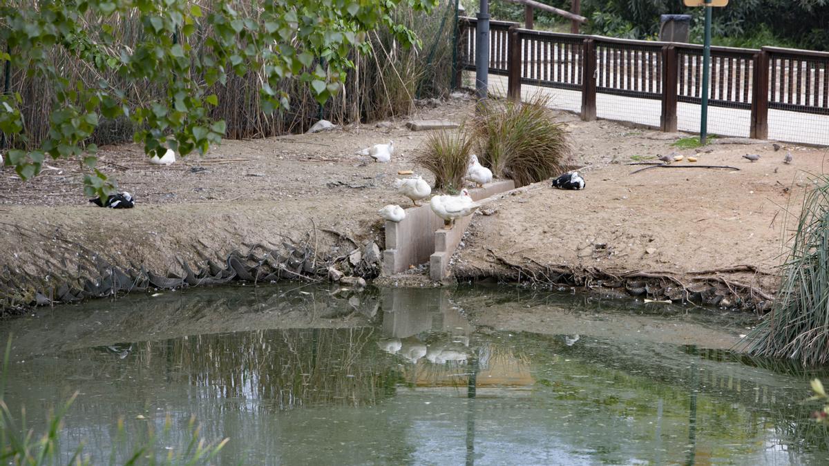 La insalubridad impera en la "charca artificial" de Canals