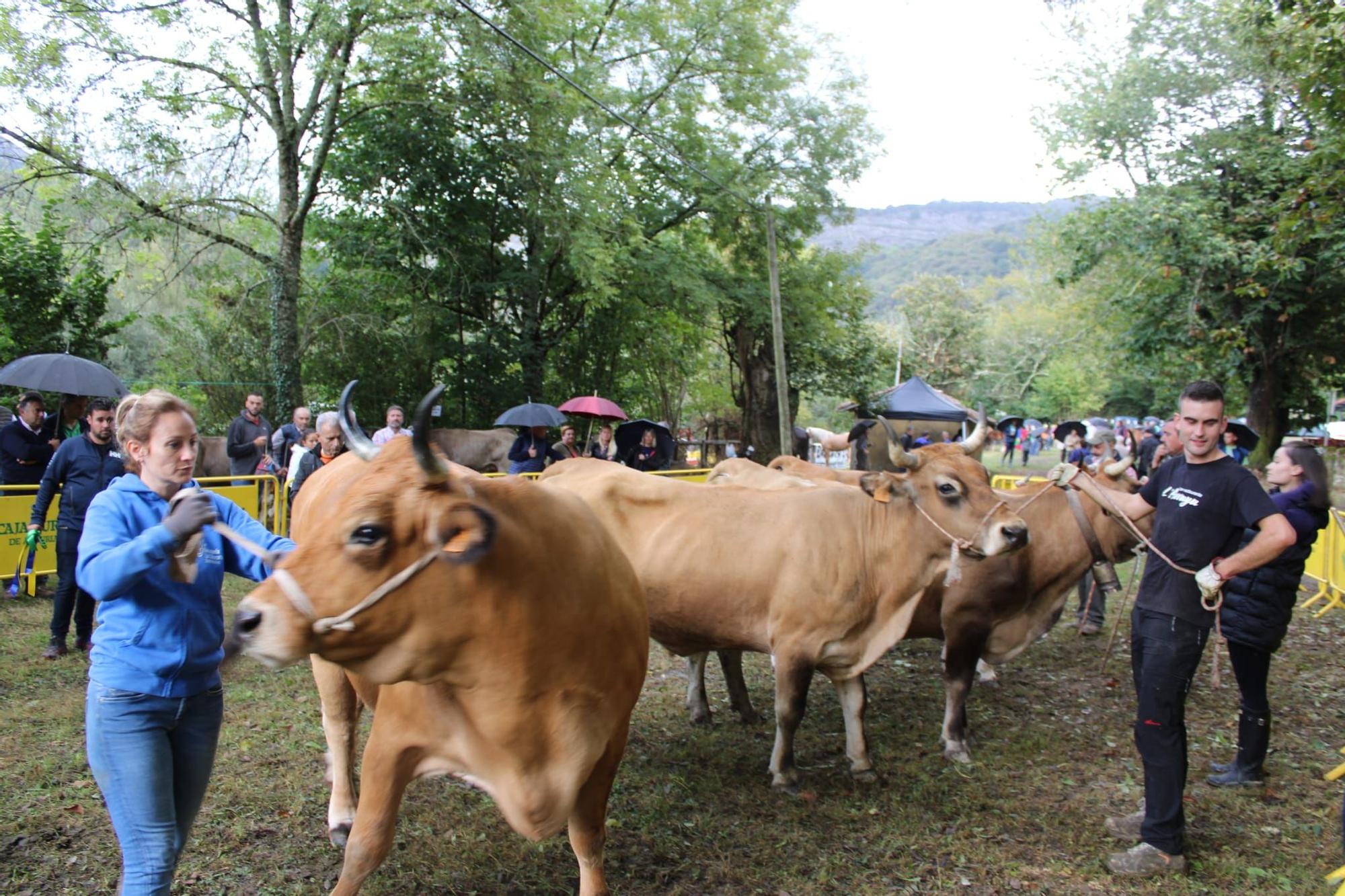 La feria de ganado de Sobrescobio vuelve con 536 animales tras dos años de parón por la pandemia