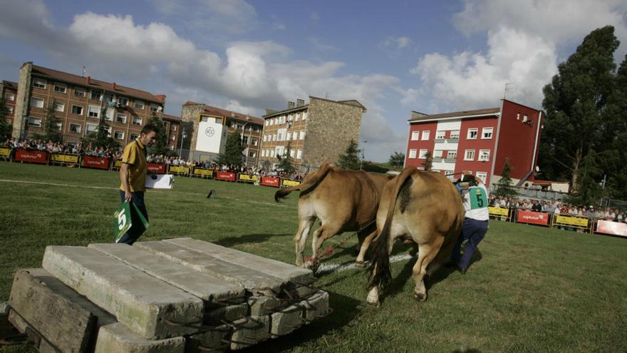 Concurso de arrastre con bueyes en La Magdalena