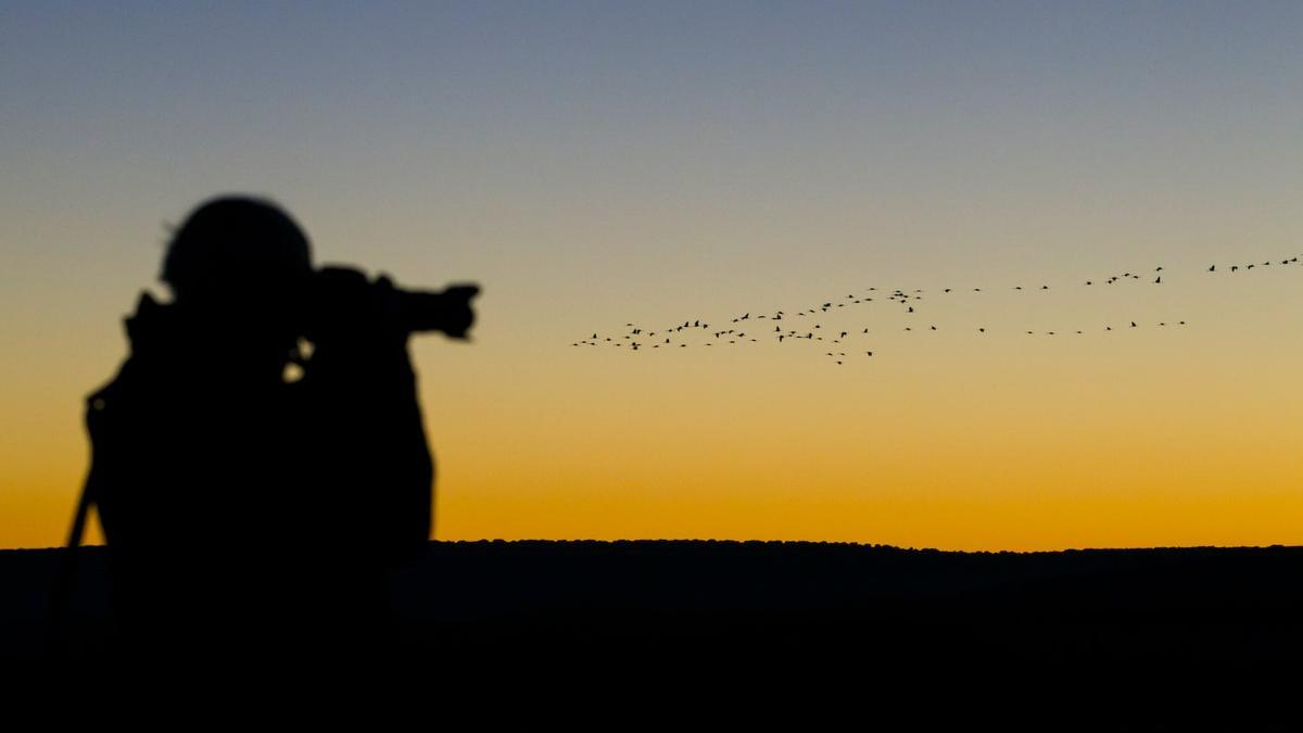 ¡Bienvenidas, grullas! Los mejores sitios de España para observarlas