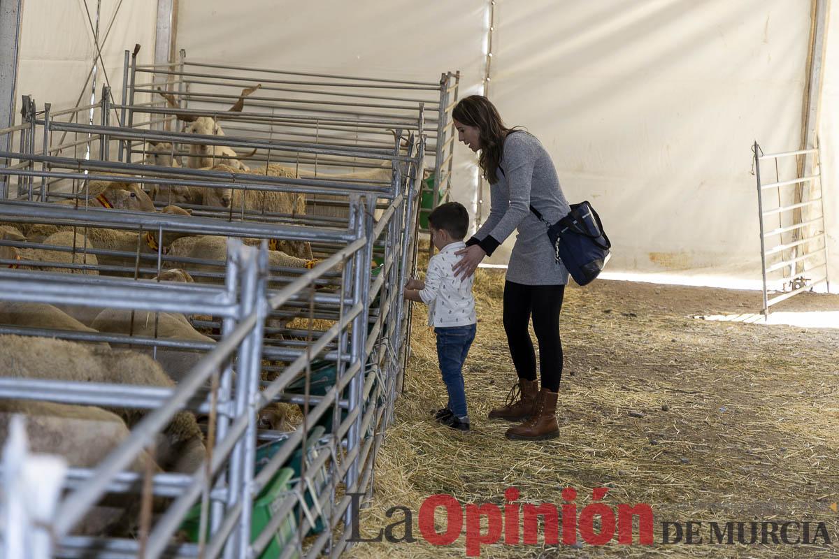 Así se ha vivido la IX Feria del Cordero Segureño celebraba en la pedanía caravaqueña de Archivel