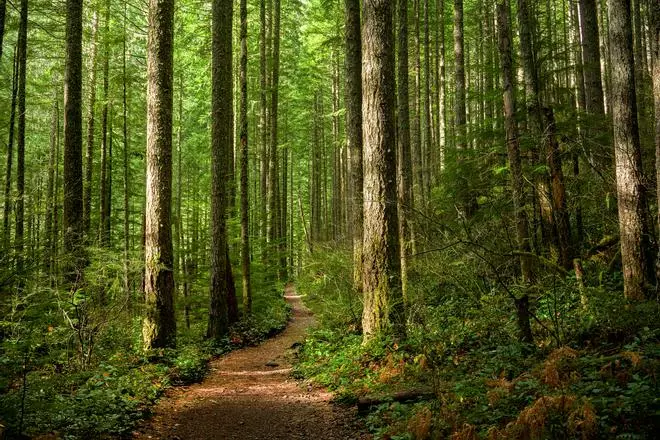 ¿Un bosque sagrado en un pueblo de Córdoba? Así se referían antiguamente a una localidad cordobesa
