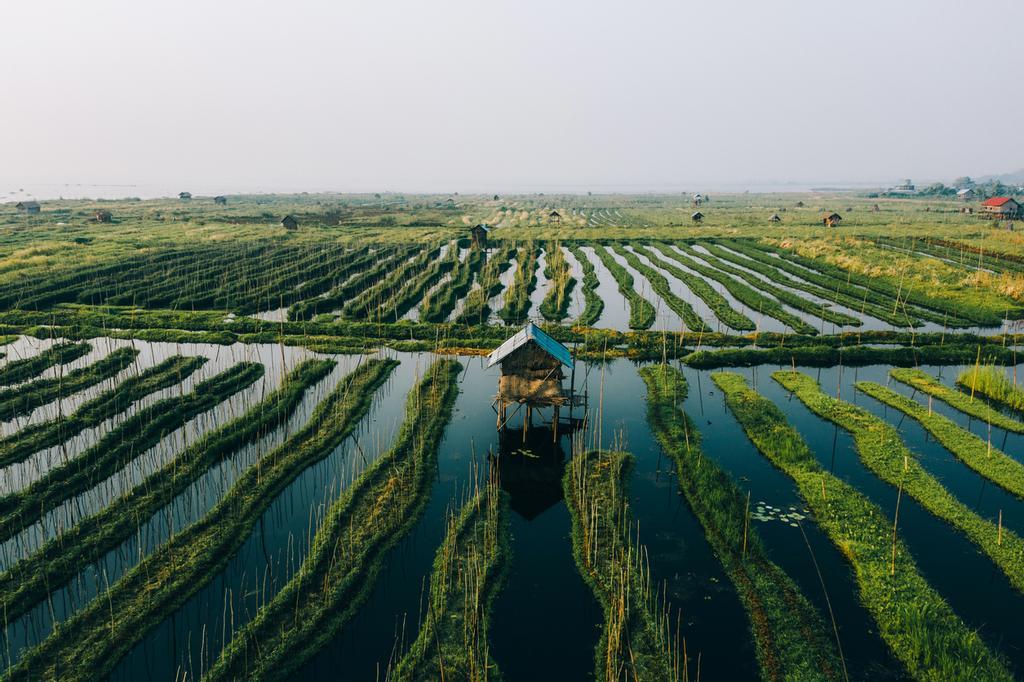 Jardines y huertos flotantes en el lago Inle.