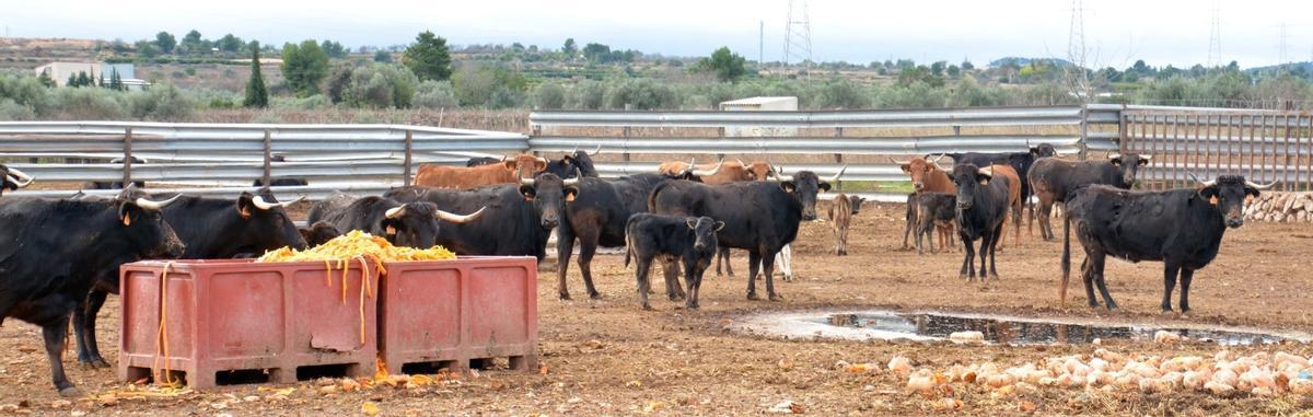 La ganadería de Fernando Machancoses resiste al coronavirus pese a no tener ingresos