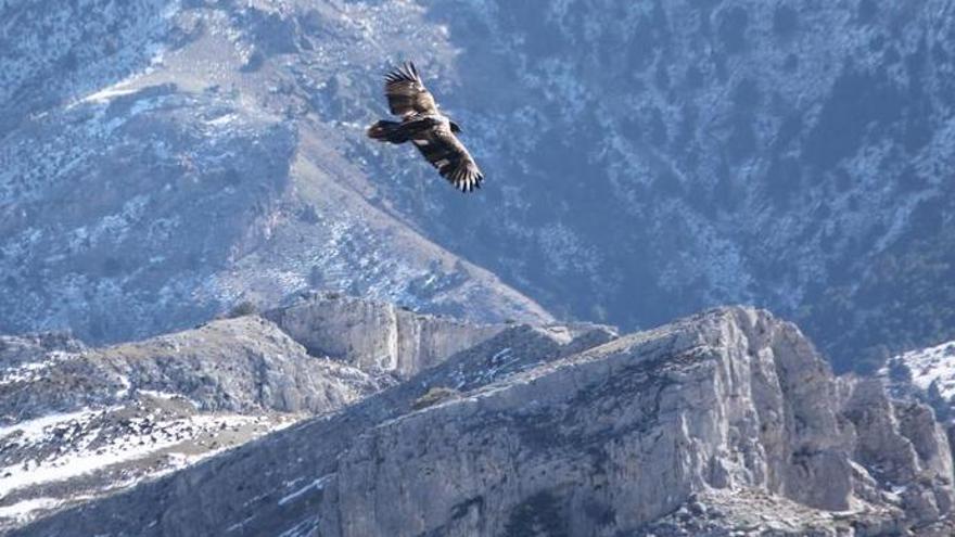 Tres nuevos quebrantahuesos de Aragón se soltarán mañana en los Picos de Europa