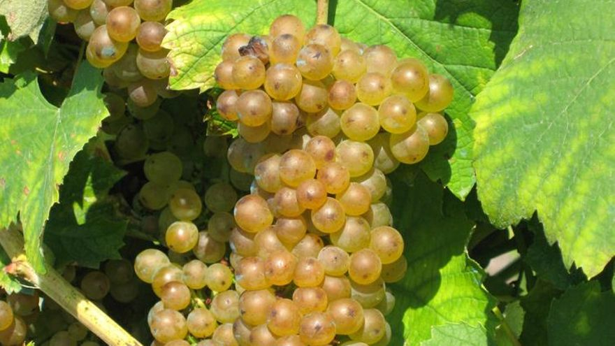 La blanca de Cabanelas o ratiño galega ya se codea con el albariño