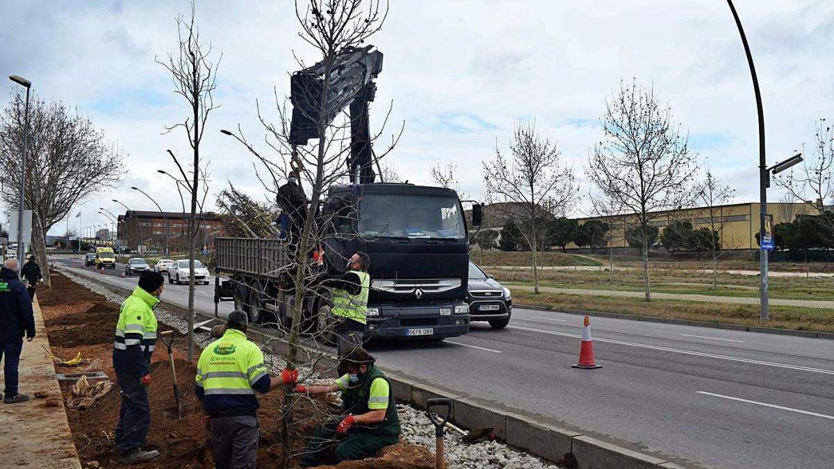 Una de les primeres intervencions per tenir arbres nous a la ciutat