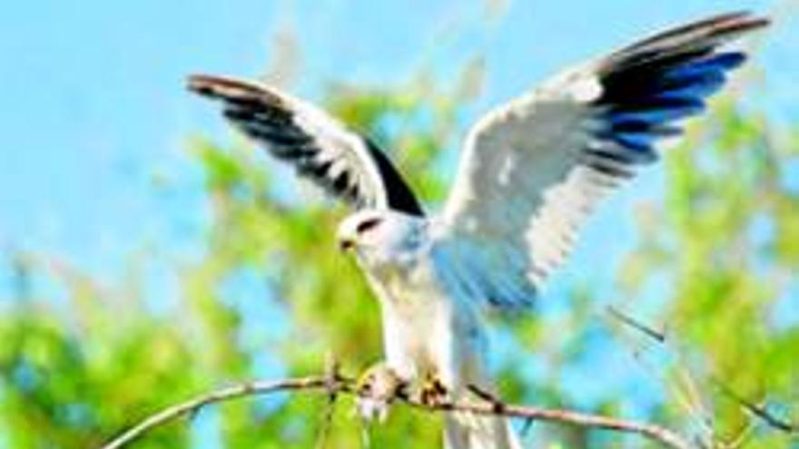 José Gordillo gana el &#039;Online&#039; de fotos de aves