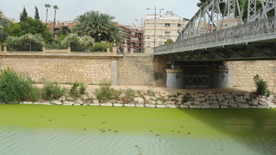 El río Segura, verde a su paso por Murcia