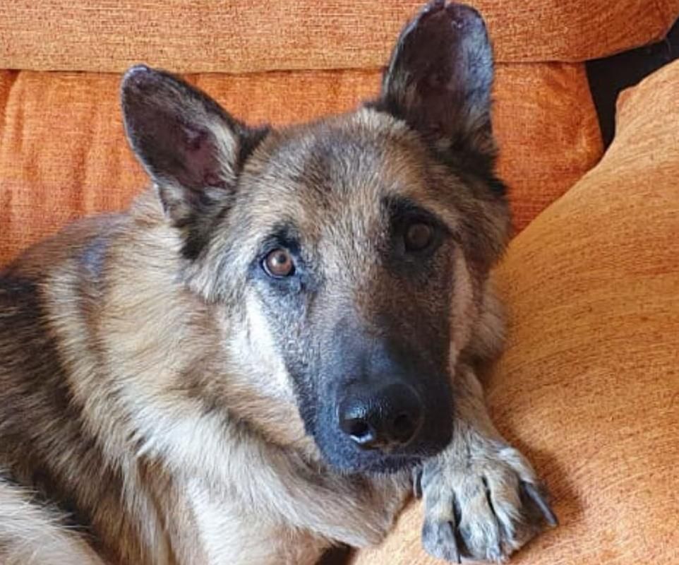 Quieres una mascota? Aquí tienes cinco perros que necesitan una adopción  urgente en Castellón - El Periódico Mediterráneo