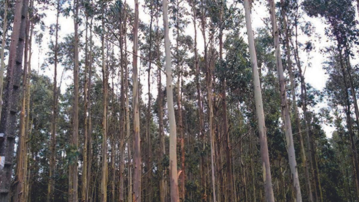 Una plantación de eucaliptos. |   // LA OPINIÓN