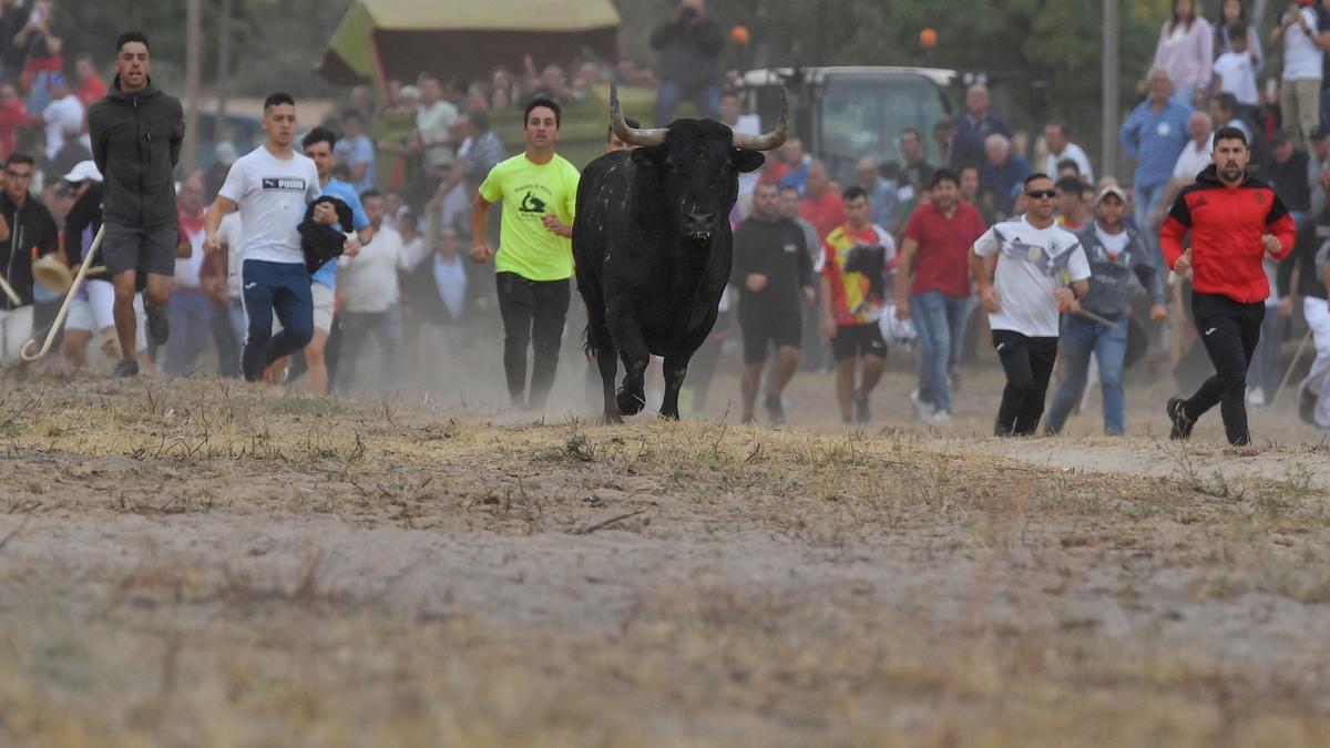 Los festejos del Toro de la Vega, en imágenes.