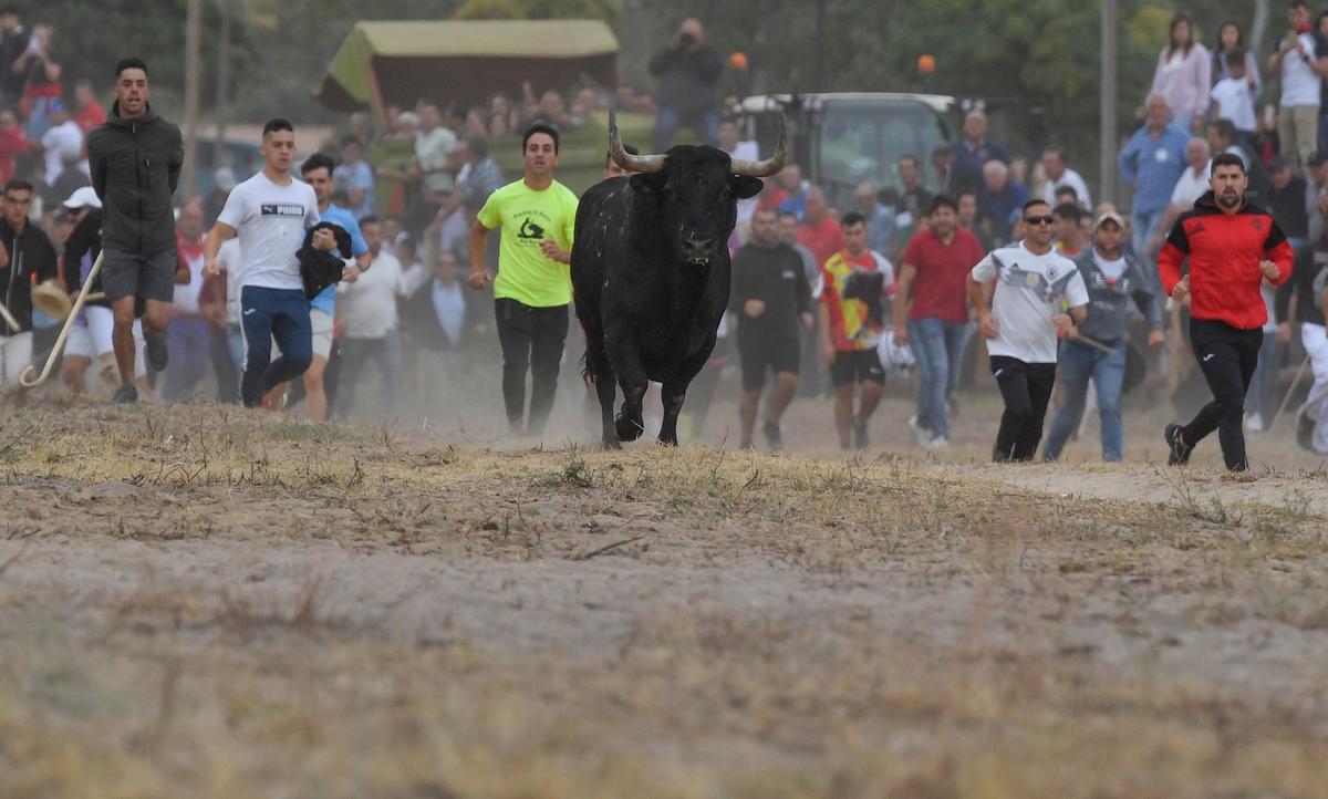 Los festejos del Toro de la Vega, en imágenes