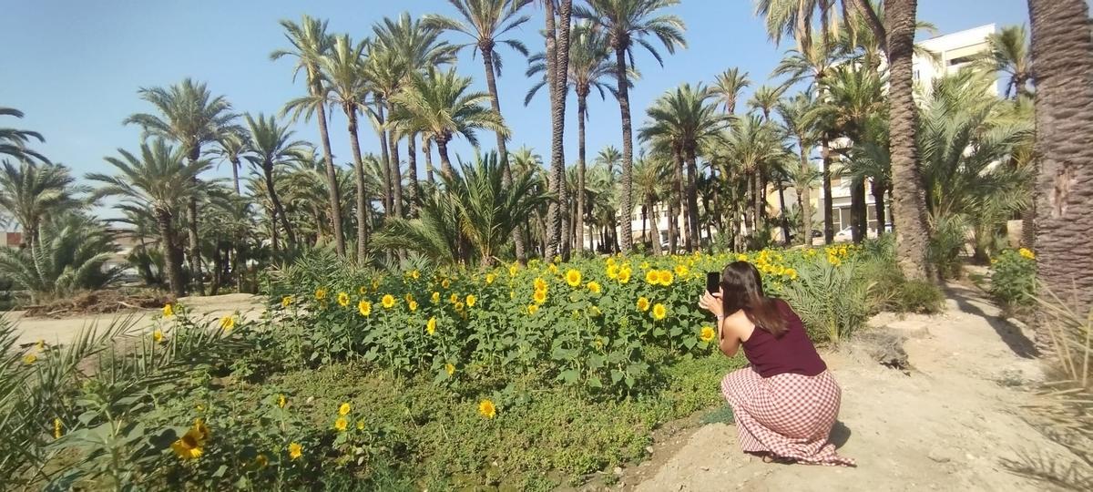 El Ayuntamiento de Elche está recuperando el uso de los huertos de palmeras con iniciativas como la de los girasoles