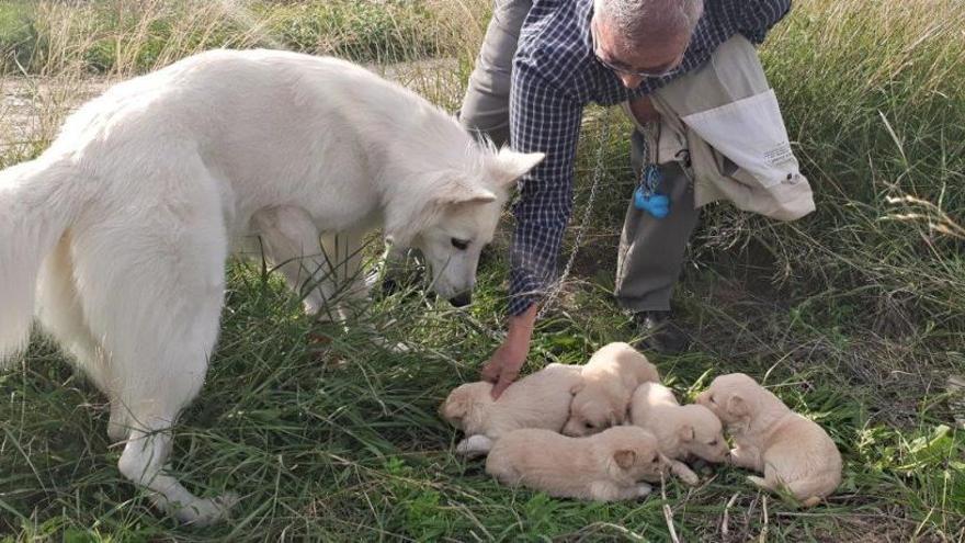 Encuentran una camada de cinco perros abandonados en un solar de Cieza